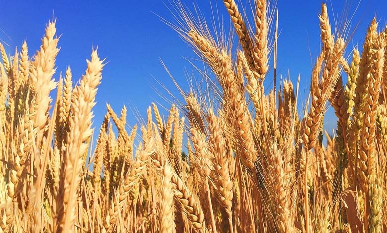 لماذا صار القمح رمزا للحياة؟