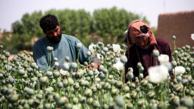 بسبب طالبان.. تجارة الأفيون تستعيد انتشارها
