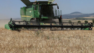 مع إنهاء روسيا لاتفاقية تصدير الحبوب الأوكرانية.. الجوع يتربص بملايين الأفارقة