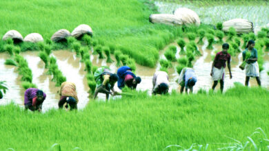 الهند تنتظر الأمطار لإعادة تصدير الأرز والسلع الغذائية