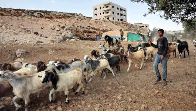 رغم استمرار التهميش.. البدو وقود الحرب الإسرائيلية في غزة