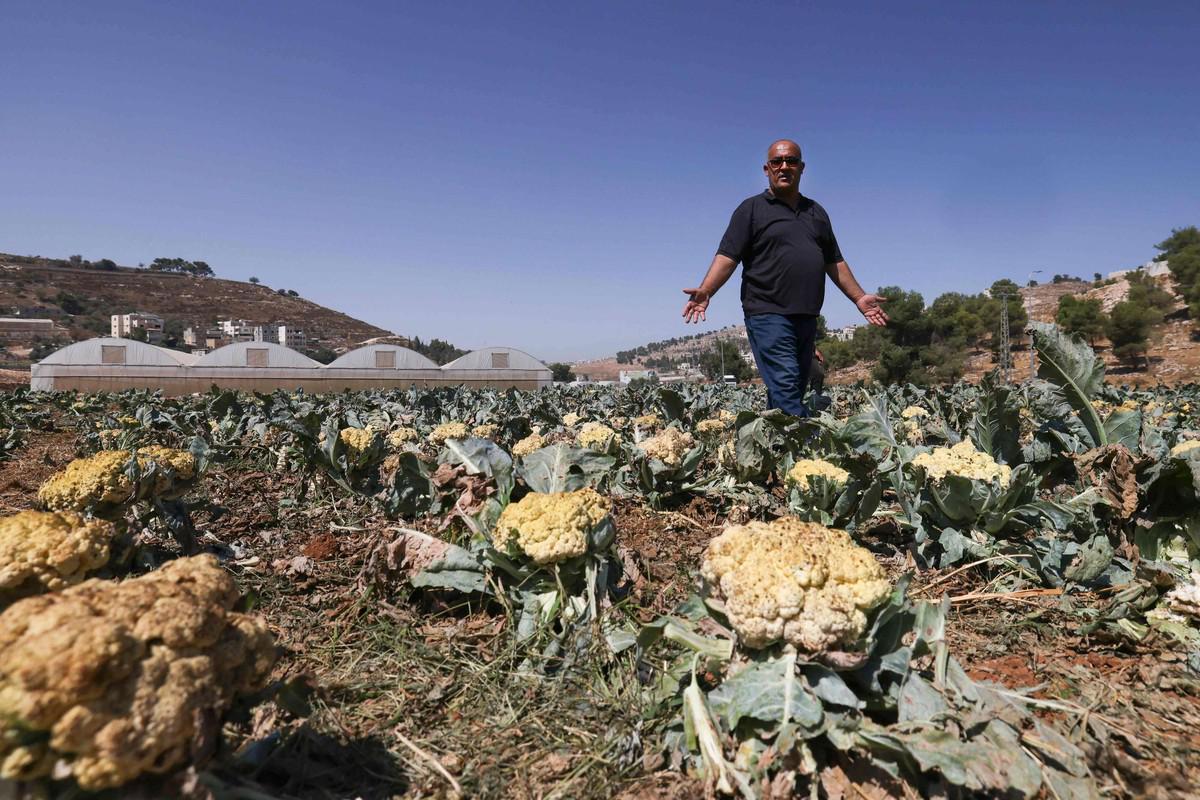  يعيش المزارعون الفلسطينيون معاناة حقيقية بسبب نقص الأسمدة اللازمة للزراعة، خاصة بعد أن قامت سلطات الاحتلال بمداهمة العديد من المشاتل ومصادرة الأسمدة الزراعية، وسلب أراضيهم وحرمانهم من مساحات شاسعة من المراعي وتقييد حركتهم، فأصبحوا ومواشيهم محاصرين داخل تجمعاتهم السكنية.