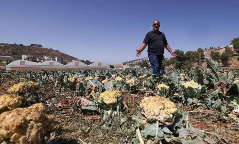  يعيش المزارعون الفلسطينيون معاناة حقيقية بسبب نقص الأسمدة اللازمة للزراعة، خاصة بعد أن قامت سلطات الاحتلال بمداهمة العديد من المشاتل ومصادرة الأسمدة الزراعية، وسلب أراضيهم وحرمانهم من مساحات شاسعة من المراعي وتقييد حركتهم، فأصبحوا ومواشيهم محاصرين داخل تجمعاتهم السكنية.