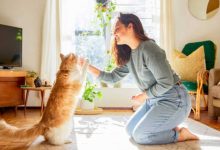 اكتشاف جيني يكشف اللحظة الحاسمة في استئناس القطط