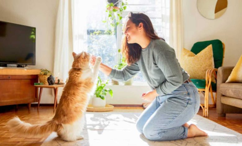 اكتشاف جيني يكشف اللحظة الحاسمة في استئناس القطط