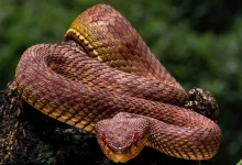 كيف تتنفس الثعابين برئة واحدة دون أن تختنق؟