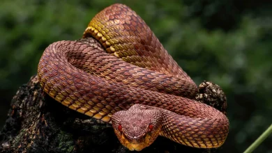 كيف تتنفس الثعابين برئة واحدة دون أن تختنق؟