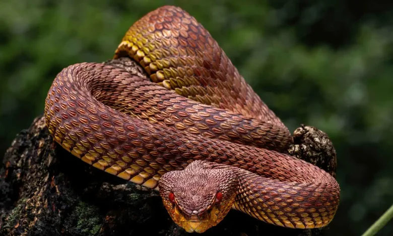 كيف تتنفس الثعابين برئة واحدة دون أن تختنق؟