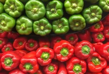 الفلفل الأحمر مقابل الأخضر: أيهما يمد الجسم بالمزيد من الفيتامينات؟