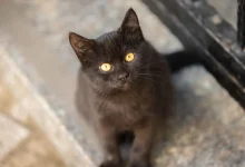 عشق وشجاعة: قط يحرّك الحياة وينقذ صاحبه من الموت