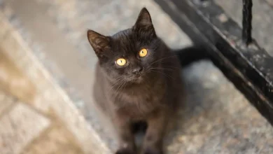 عشق وشجاعة: قط يحرّك الحياة وينقذ صاحبه من الموت