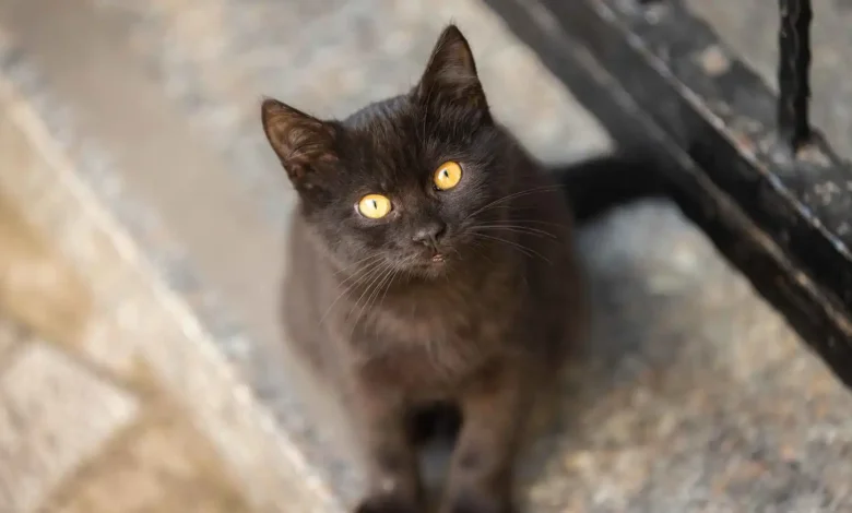 عشق وشجاعة: قط يحرّك الحياة وينقذ صاحبه من الموت