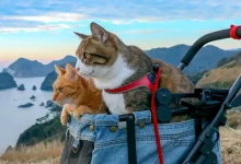 أبحاث حديثة تربط بين دراسة القطط وتطوير علاجات سرطان الثدي