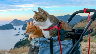 أبحاث حديثة تربط بين دراسة القطط وتطوير علاجات سرطان الثدي