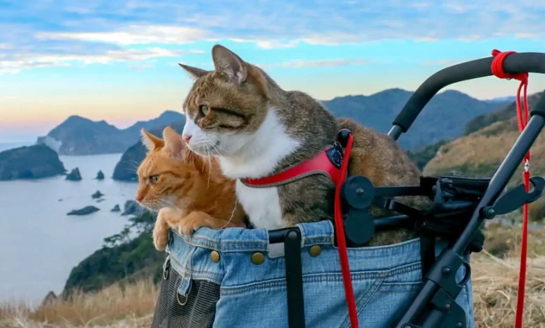 أبحاث حديثة تربط بين دراسة القطط وتطوير علاجات سرطان الثدي