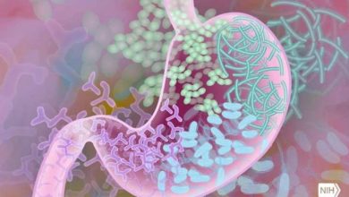 دراسات حديثة تكشف دور ميكروبيوم الأمعاء في صحة الدماغ