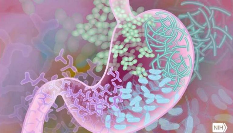 دراسات حديثة تكشف دور ميكروبيوم الأمعاء في صحة الدماغ