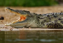 لحظات مرعبة.. شاب يواجه هجوم تمساح في موقع تخييم