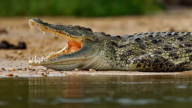 لحظات مرعبة.. شاب يواجه هجوم تمساح في موقع تخييم