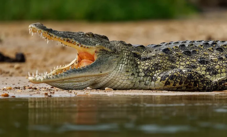 لحظات مرعبة.. شاب يواجه هجوم تمساح في موقع تخييم