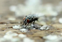 ما تأثير وقوف الذباب على الطعام؟ العلم يوضح