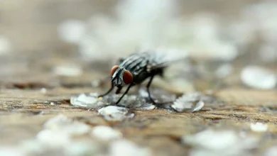 ما تأثير وقوف الذباب على الطعام؟ العلم يوضح