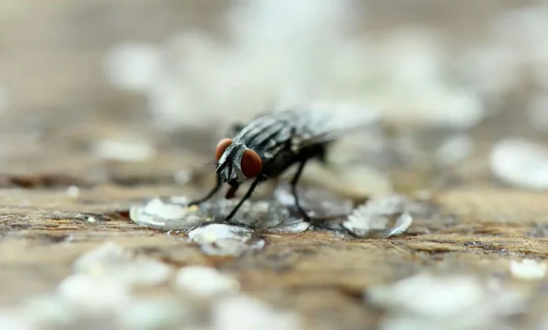 ما تأثير وقوف الذباب على الطعام؟ العلم يوضح