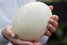 هل بيض النعام صحي؟ اكتشف الفوائد والمخاطر