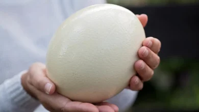 هل بيض النعام صحي؟ اكتشف الفوائد والمخاطر