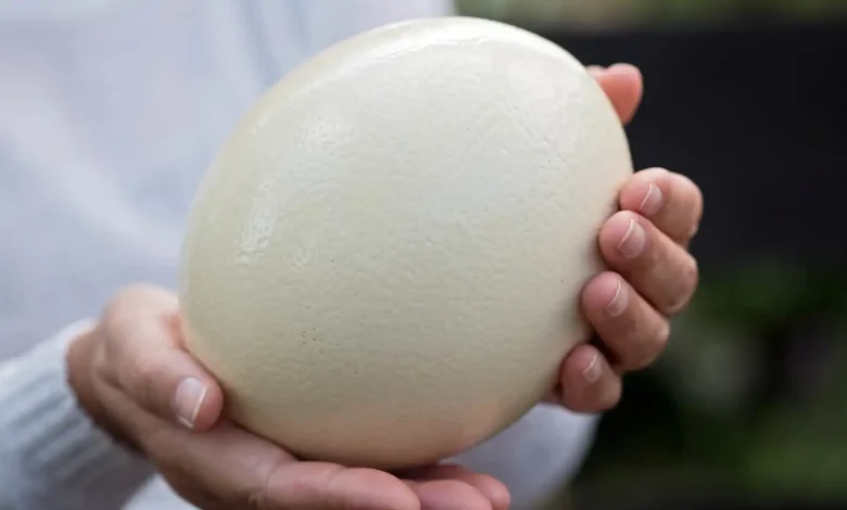 هل بيض النعام صحي؟ اكتشف الفوائد والمخاطر