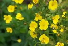 هل تنقذ زهرة صغيرة البشرية من مقاومة المضادات الحيوية؟