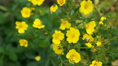 هل تنقذ زهرة صغيرة البشرية من مقاومة المضادات الحيوية؟