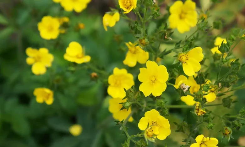 هل تنقذ زهرة صغيرة البشرية من مقاومة المضادات الحيوية؟