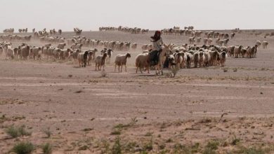 راعي أغنام يكتشف موقعاً غامضاً.. وشكوك حول نشاط عسكري غير معلن