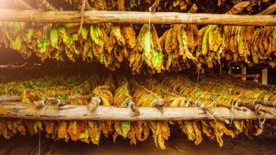 نجح فريق علمي مشترك من بريطانيا والدنمارك في فك شفرة لغز بيوكيميائي دام لأكثر من 200 عام، عبر اكتشاف الآلية الدقيقة والجينات المسؤولة عن كيفية إنتاج نبات التبغ لجزيئات النيكوتين؛ ما يفتح آفاقًا ثورية في مجال "الزراعة الجزيئية النباتية" وإنتاج الأدوية.